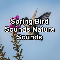 Calming Bird Sounds - Spring Bird Sounds Nature Sounds