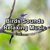 Animal and Bird Songs - Birds Sounds Relaxing Music