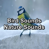 Bird - Bird Sounds Nature Sounds