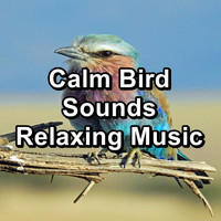 Nature - Calm Bird Sounds Relaxing Music