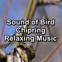 Birds - Sound of Bird Chipring Relaxing Music