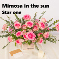 Star One - Mimosa in the sun