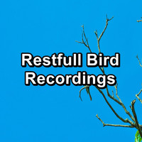 Animal and Bird Songs - Restfull Bird Recordings