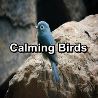 Singing Birds - Calming Birds