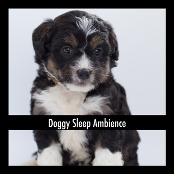 Dog Chill Out Music - Doggy Sleep Ambience