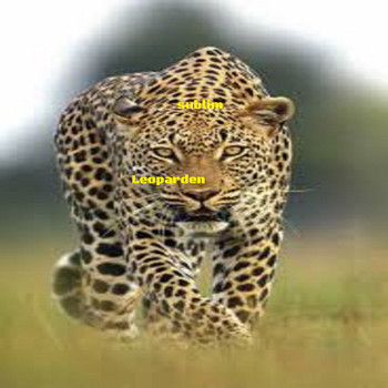 Sublim - Leoparden