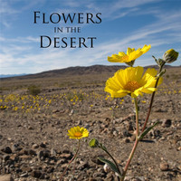 Al Rea - Flowers in the Desert