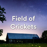 Ambient Calm - Field of Crickets