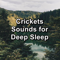 Crickets - Tinnitus Sleep Solution - Crickets Sounds for Deep Sleep