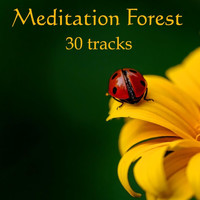 Leon Riskin - Meditation Forest