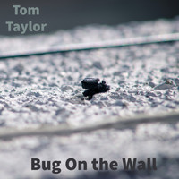 Tom Taylor - Bug on the Wall