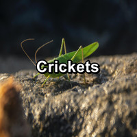 Crickets - Crickets