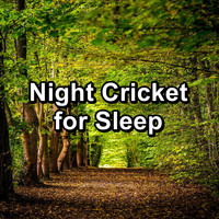 Crickets - Tinnitus Sleep Solution - Night Cricket for Sleep