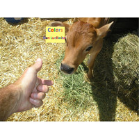 Dan Luellwitz - Colors