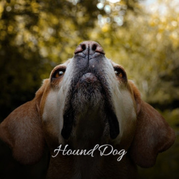 Various Artist - Hound Dog