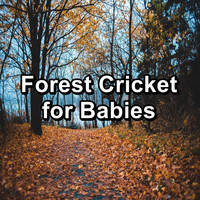 Sleep Crickets - Forest Cricket for Babies
