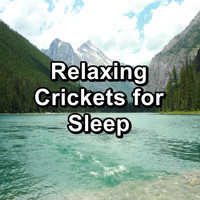 Crickets - Tinnitus Sleep Solution - Relaxing Crickets for Sleep