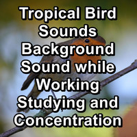 Nature Bird Sounds - Tropical Bird Sounds Background Sound while Working Studying and Concentration
