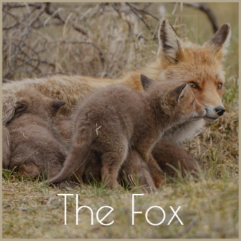Various Artists - The Fox