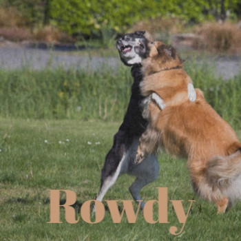 Various Artists - Rowdy