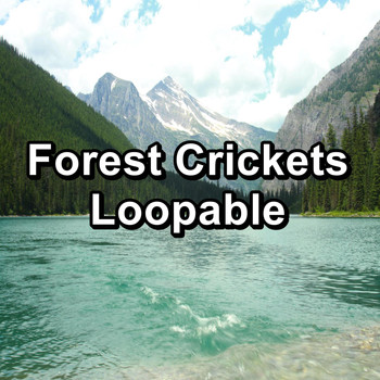 Sleep Crickets - Forest Crickets Loopable