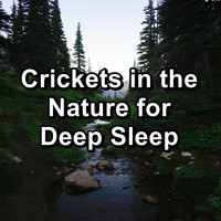 Crickets - Crickets in the Nature for Deep Sleep