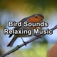 Singing Birds - Bird Sounds Relaxing Music