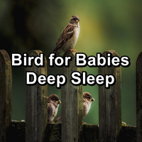 Birds - Bird for Babies Deep Sleep