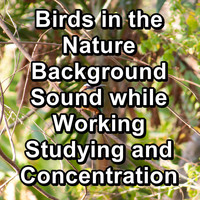 Animal and Bird Songs - Birds in the Nature Background Sound while Working Studying and Concentration