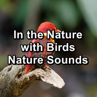 Bird - In the Nature with Birds Nature Sounds