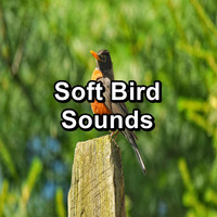 Yoga Flow - Soft Bird Sounds