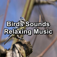 Yoga & Meditation - Birds Sounds Relaxing Music