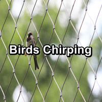 Nature Bird Sounds - Birds Chirping
