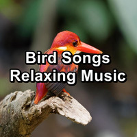 Nature Bird Sounds - Bird Songs Relaxing Music