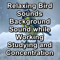 Nature Bird Sounds - Relaxing Bird Sounds Background Sound while Working Studying and Concentration