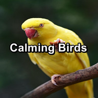 Calming Bird Sounds - Calming Birds