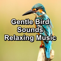 Singing Birds - Gentle Bird Sounds Relaxing Music