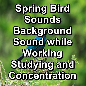 Nature - Spring Bird Sounds Background Sound while Working Studying and Concentration
