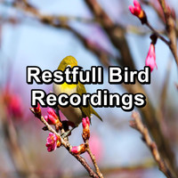 Yoga Flow - Restfull Bird Recordings