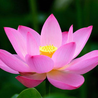 Zazen / - Lotus Flower