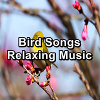 Singing Birds - Bird Songs Relaxing Music