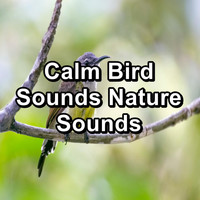 Singing Birds - Calm Bird Sounds Nature Sounds