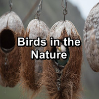 Sleep - Birds in the Nature