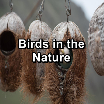 Sleep - Birds in the Nature