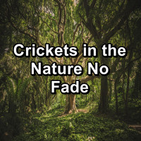Crickets - Tinnitus Sleep Solution - Crickets in the Nature No Fade