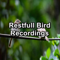 Nature Bird Sounds - Restfull Bird Recordings