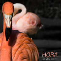 Hora - Sand & Palms