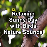 Nature Bird Sounds - Relaxing Sunny Day with Birds Nature Sounds