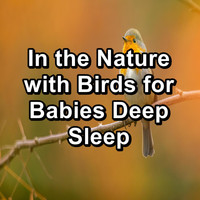 Calming Bird Sounds - In the Nature with Birds for Babies Deep Sleep