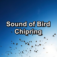 Animal and Bird Songs - Sound of Bird Chipring